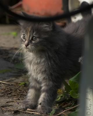 May 14, 2006: Stray Kitten