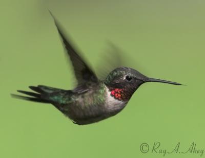 May 15, 2006: Ruby-throated Hummingbird