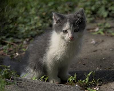 May 16, 2006: Stray Kitten Too