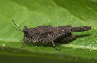 May 18, 2006: Pygmy Grasshopper