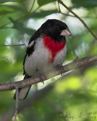 May 21, 2006: Rose-breasted Grosbeak