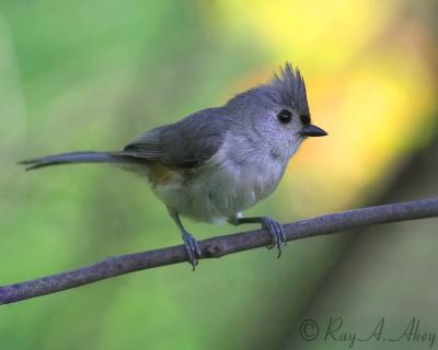 May 23, 2006: Tufted Titmouse