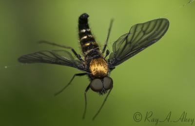 May 25, 2006: Golden-backed Snipe Fly