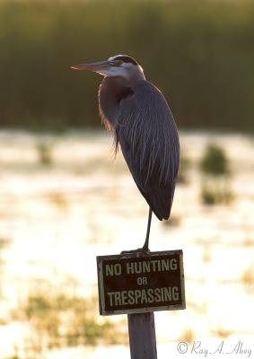May 26, 2006: Great Blue Heron