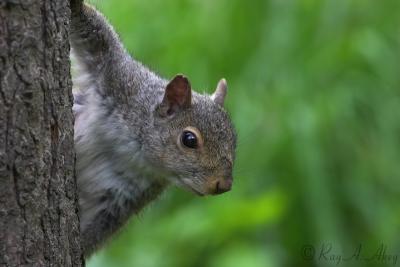 June 1, 2006: Spooked Squirrel