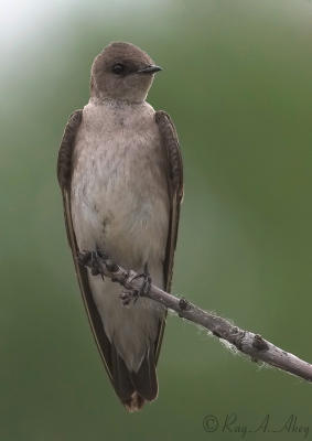June 2, 2006: Northern Rough-winged Swallow