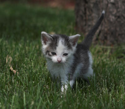 June 4, 2006: Scrappy