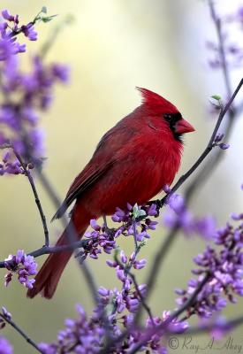 June 8, 2006: Northern Cardinal