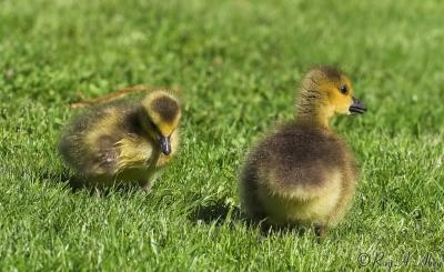 June 9, 2006: Gosling