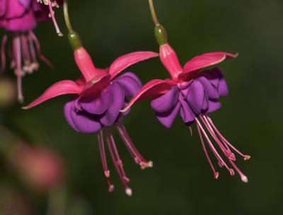 June 10, 2006: Fuschia