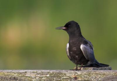 June 12, 2006: Black Tern