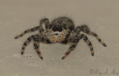 June 14, 2006: Jumping Spider