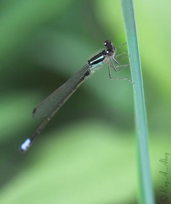 June 15, 2006: Eastern Forktail