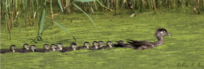 June 16, 2006: Wood Duck & Chicks