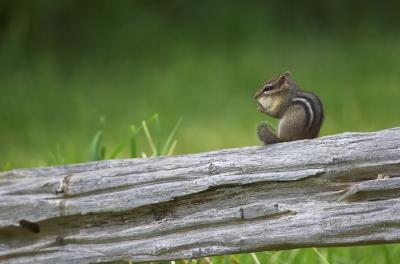 June 18, 2006: Fence Squatter