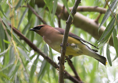 June 21, 2006: Cedar Waxwing