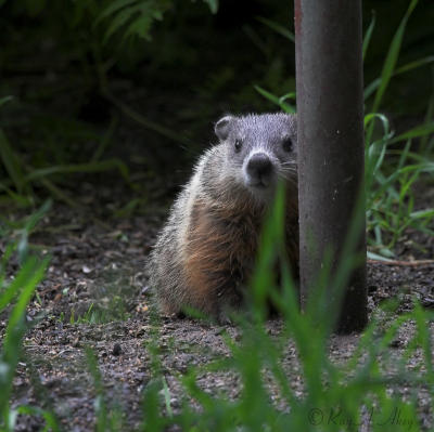 June 25, 2006: Juvenile Groundhog