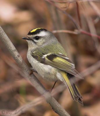 June 29, 2006: Golden-crowned Kinglet