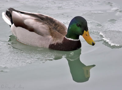 July 5, 2006: Mallard (male)