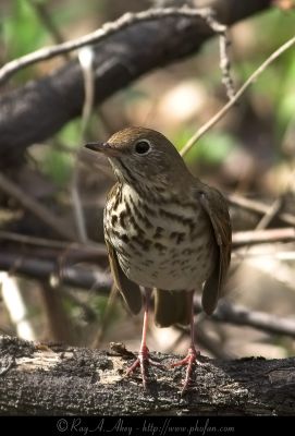 July 10, 2006: Hermit Thrush