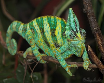 July 29, 2006: Chameleon