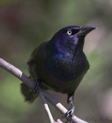 July 31, 2006: Common Grackle