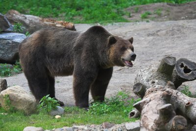 August 3, 2006: Zoo Bear