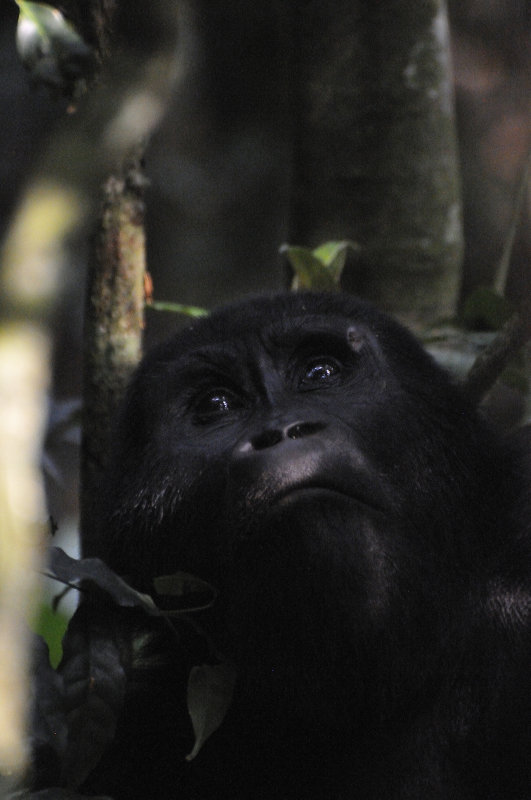 Rushegura Family - Bwindi