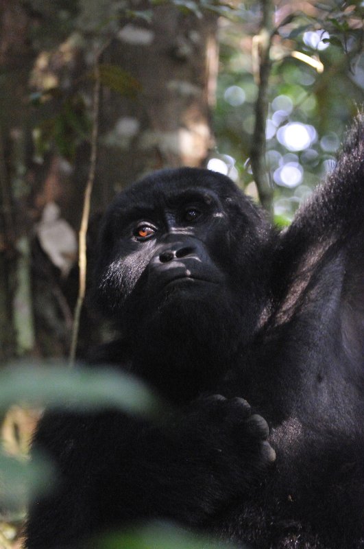 Rushegura Family - Bwindi