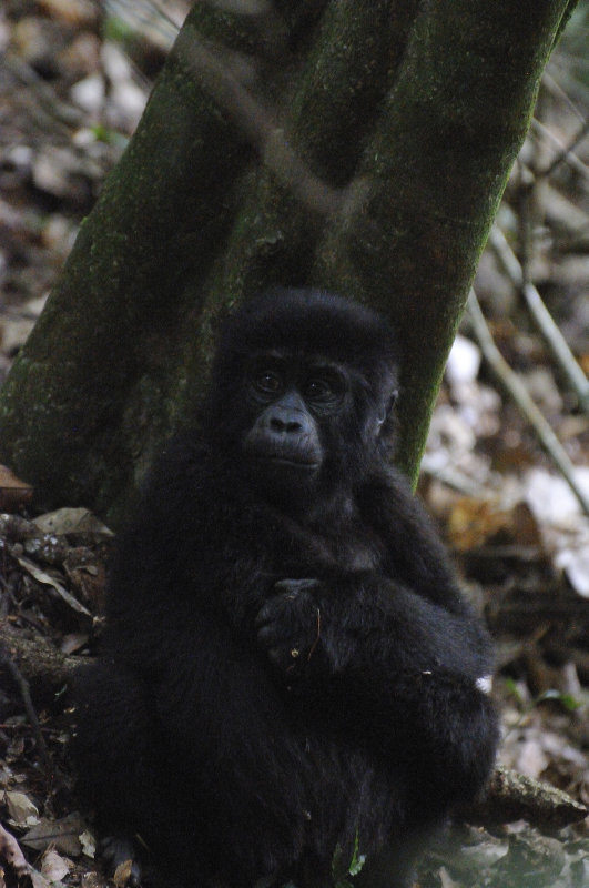 Rushegura Family - Bwindi