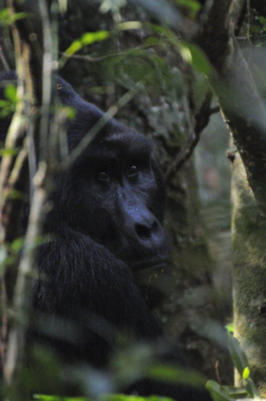 Rushegura Family - Bwindi