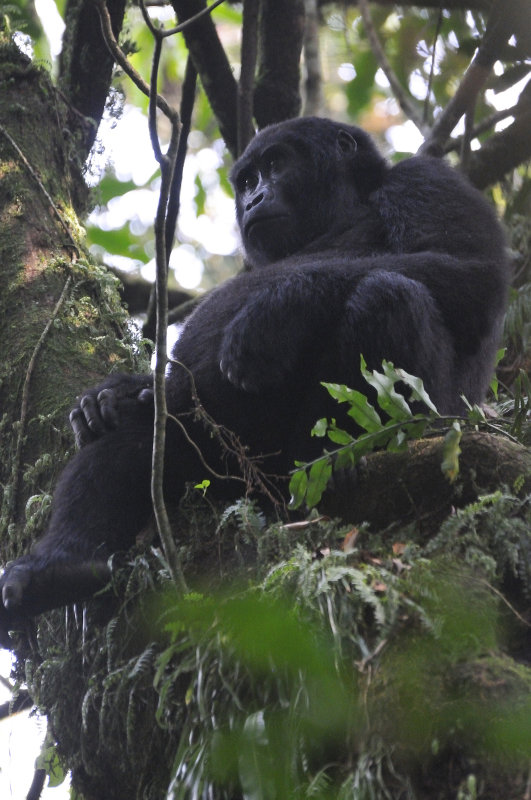 Rushegura Family - Bwindi