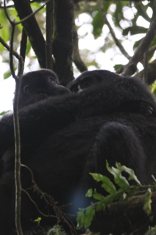 Rushegura Family - Bwindi