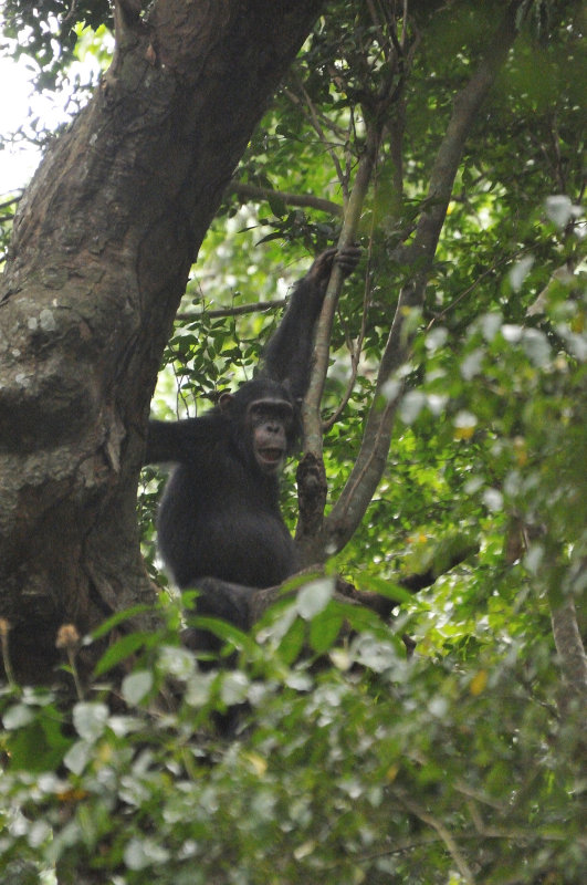 Chimps of Kyambura Gorge