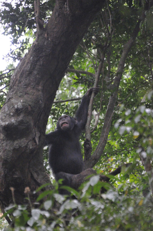 Chimps of Kyambura Gorge