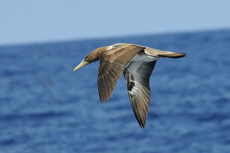 Birds of Galapagos