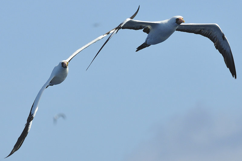Birds of Galapagos