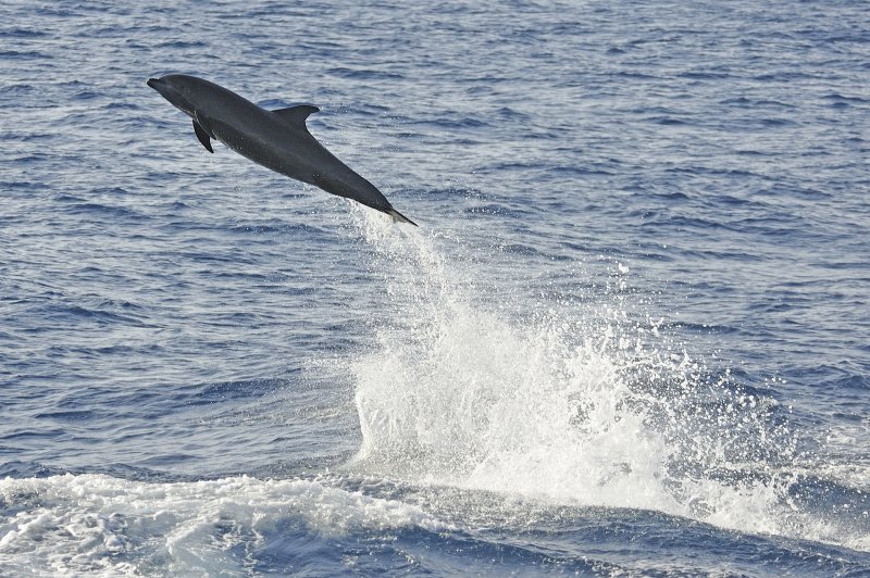 Sealife of Galapagos