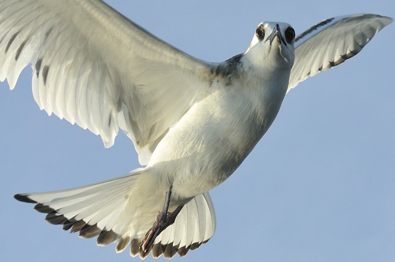 Birds of Galapagos