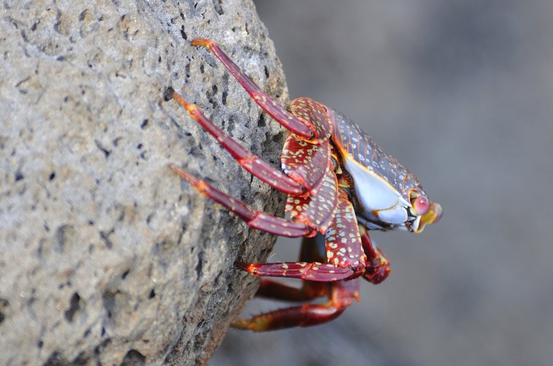 Wildlife of Galapagos