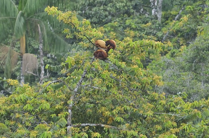Amazonian Wildlife