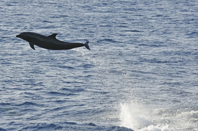 Sealife of Galapagos