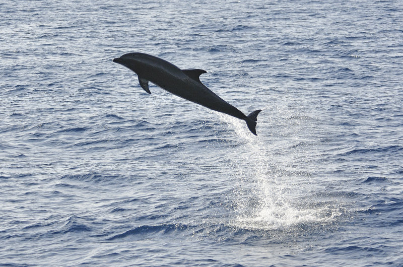 Sealife of Galapagos