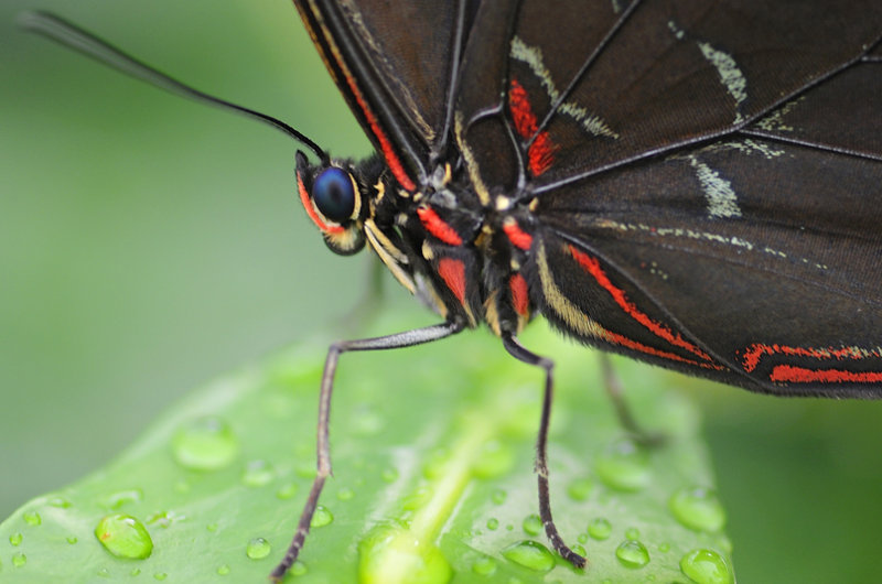 Amazonian Wildlife