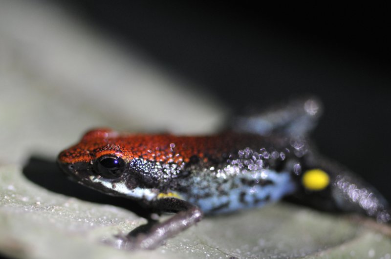 Amazonian Wildlife