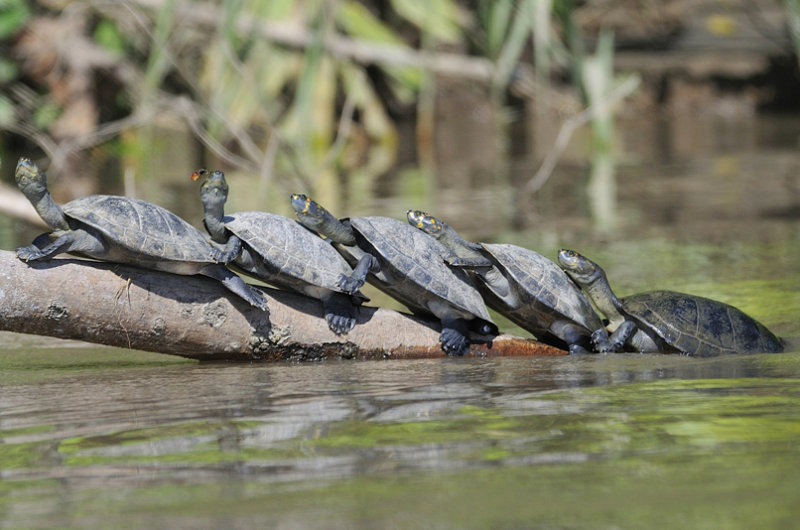 Amazonian Wildlife