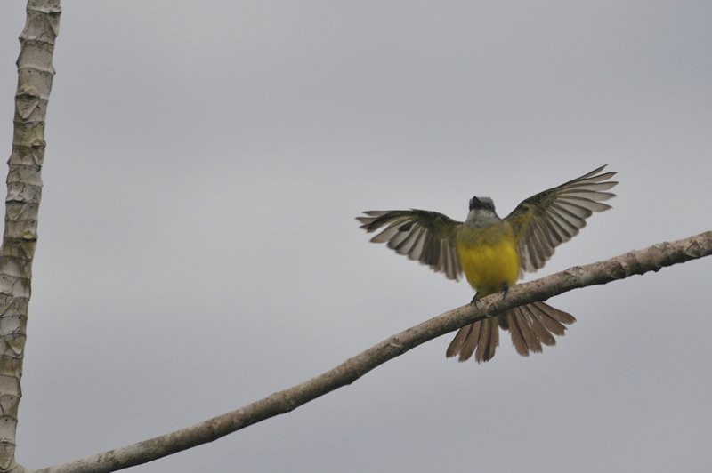 Amazonian Wildlife