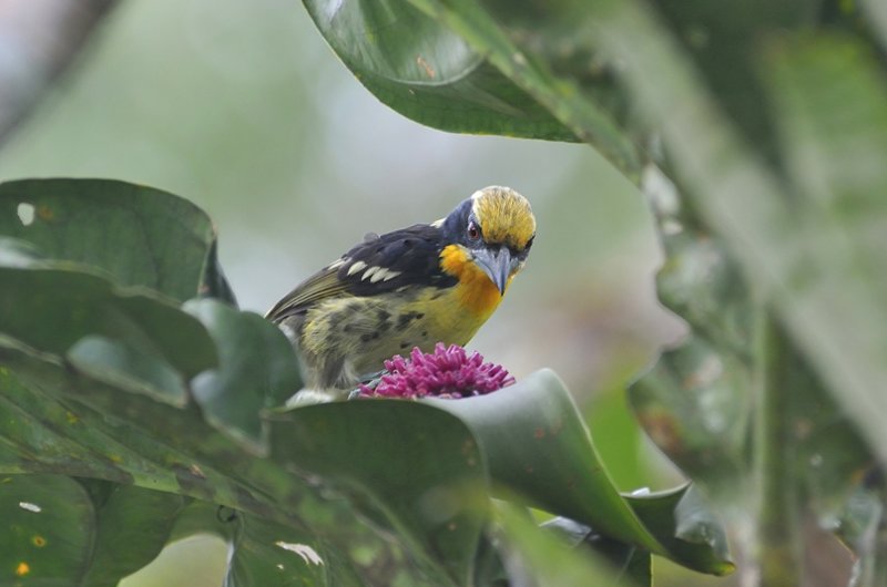 Amazonian Wildlife