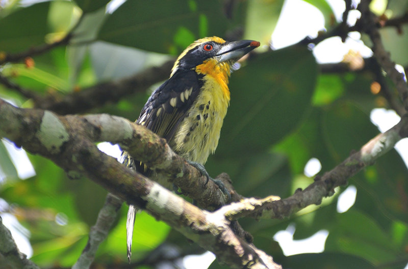 Amazonian Wildlife