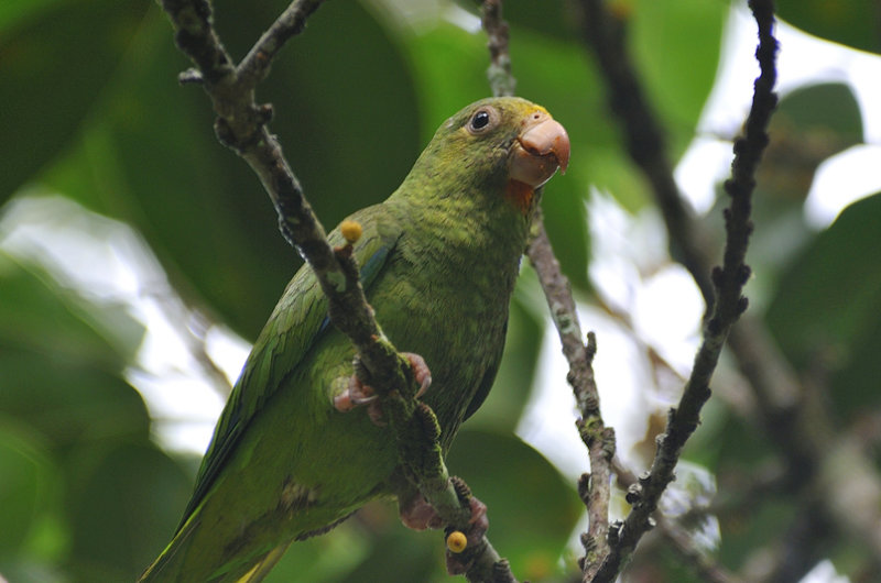 Amazonian Wildlife